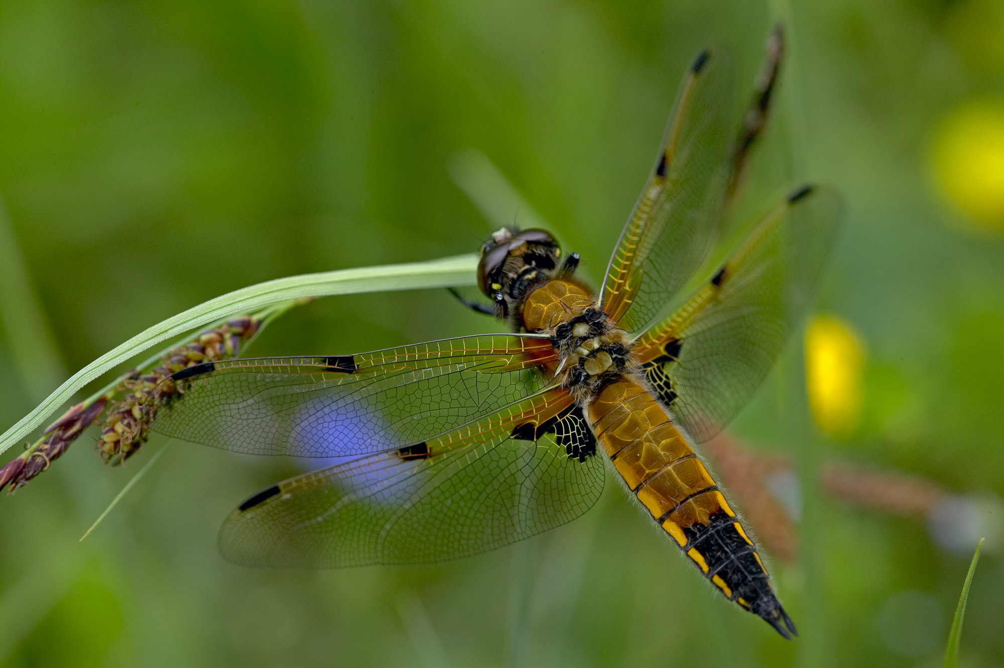 four-spot damselfly
